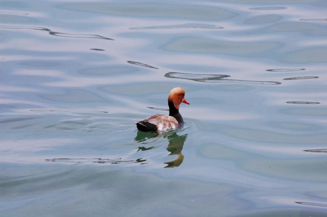 duck, lake zurich